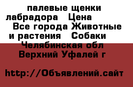 палевые щенки лабрадора › Цена ­ 30 000 - Все города Животные и растения » Собаки   . Челябинская обл.,Верхний Уфалей г.